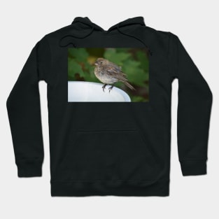 Female House Finch Perched on a Birdbath Hoodie